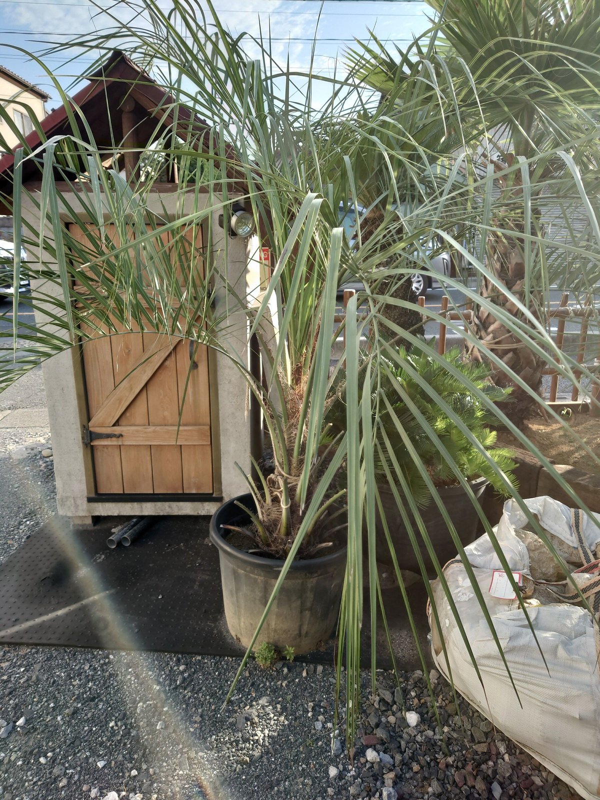 大人気 ココスヤシ NO.14 2m位 埼玉県日高市より出品 引き取り限定