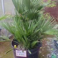 ブラヘアアルマータ　1　希少！ 超希少 ブラヘアアルマータ 大 1本 | IKEZAWA GARDEN STORE