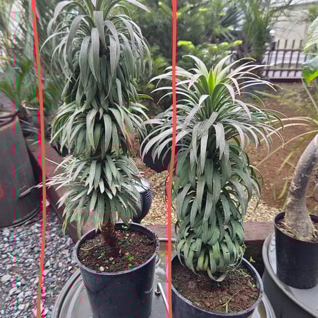 CATEGORY 植木 | IKEZAWA GARDEN STORE