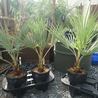 ブラヘアアルマータ 引き取り限定 ブラヘアアルマータ 特大 引取限定 | IKEZAWA GARDEN STORE