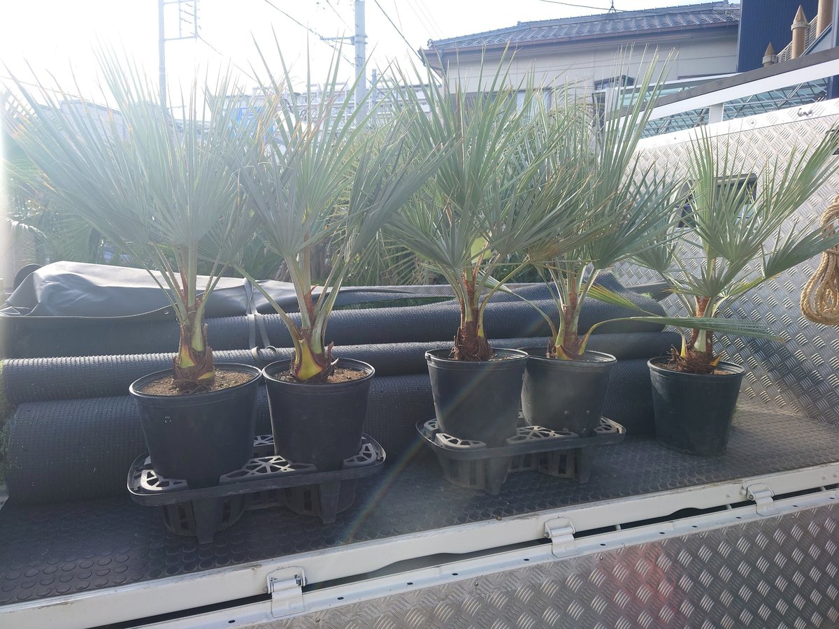 超希少 ブラヘアアルマータ 大 1本 | IKEZAWA GARDEN STORE