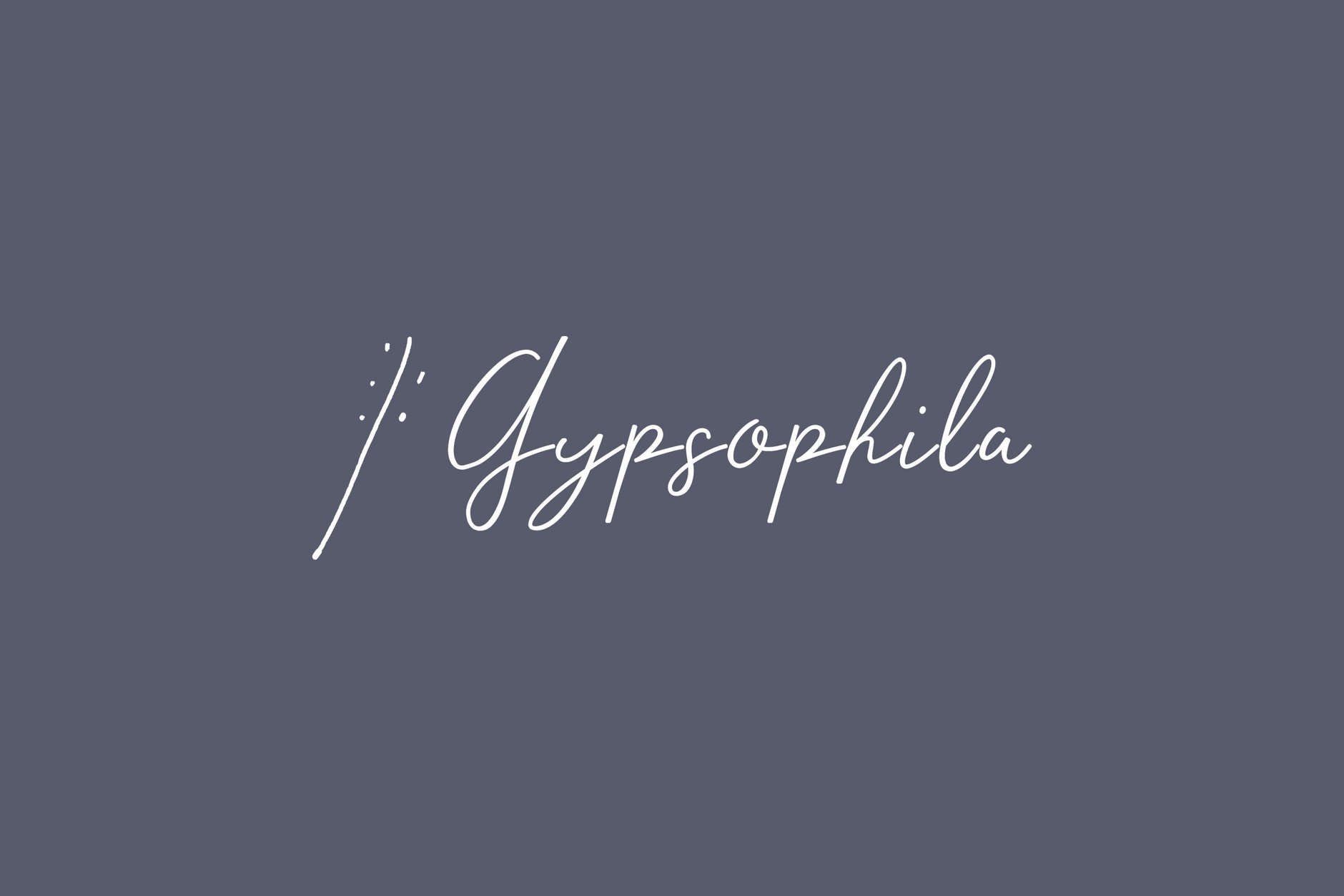 Gypsophila