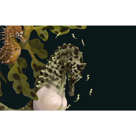 Zoe Keller - Syngnathidae, 2021