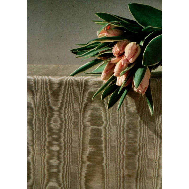 Robert Mapplethorpe - Tulips | LAC The Shop