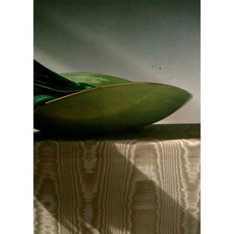 Robert Mapplethorpe - Tulips