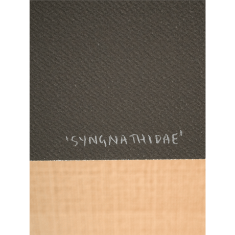 Zoe Keller - Syngnathidae, 2021