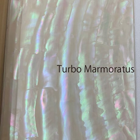 Turbo Marmoratus. / SIGNS & GOODS! Co. Original.