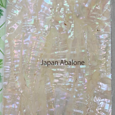 Japan Abalone. / SIGNS & GOODS! Co. Original.