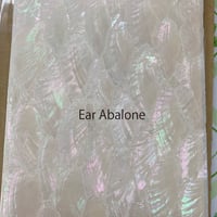 Ear Abalone. / SIGNS & GOODS! Co. Original.