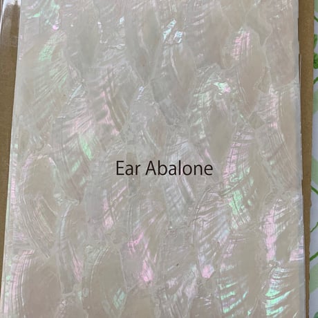 Ear Abalone. / SIGNS & GOODS! Co. Original.