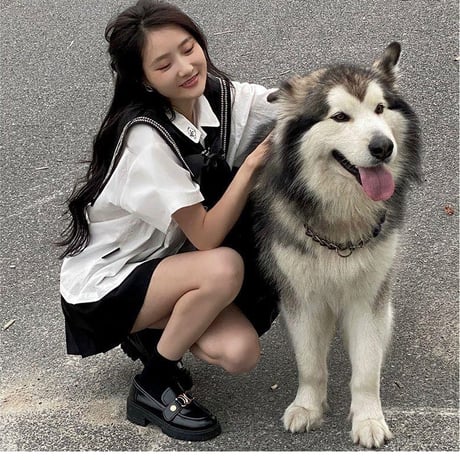 韓国ファッションかわいいブラウス +スカート2点セットsus159