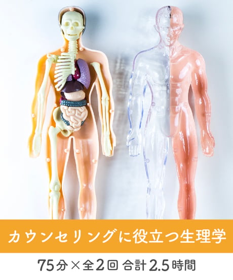 【身体のしくみ講座】　〜カウンセリングに役立つ生理学〜