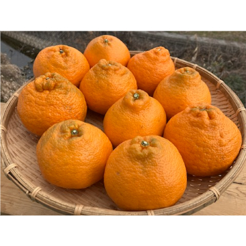 超大玉はるみ 約3.5kg（正味） | 黒潮フルーツファーム