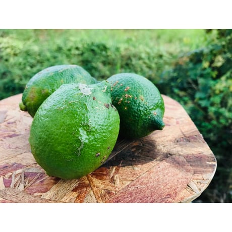 やさしい黒潮檸檬 Ｂ級1kg　節減対象農薬：当地比約75％減
