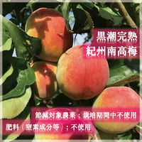 完熟紀州南高梅 1kg 「節減対象農薬：栽培期間中不使用」「梅干し用