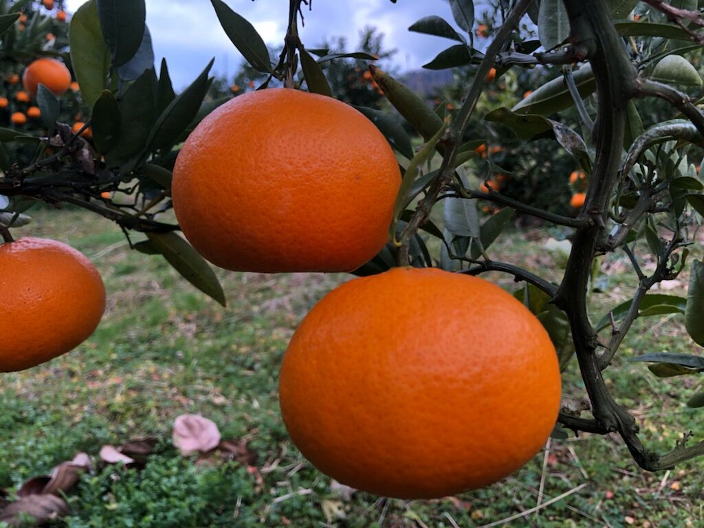 気品香る柑橘】くろしお津之望（つののぞみ） 5kg（箱込み） | 黒潮