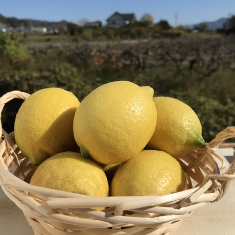 【果皮も安心】やさしい黒潮檸檬 2.7ｋg　節減対象農薬：当地比約75％減