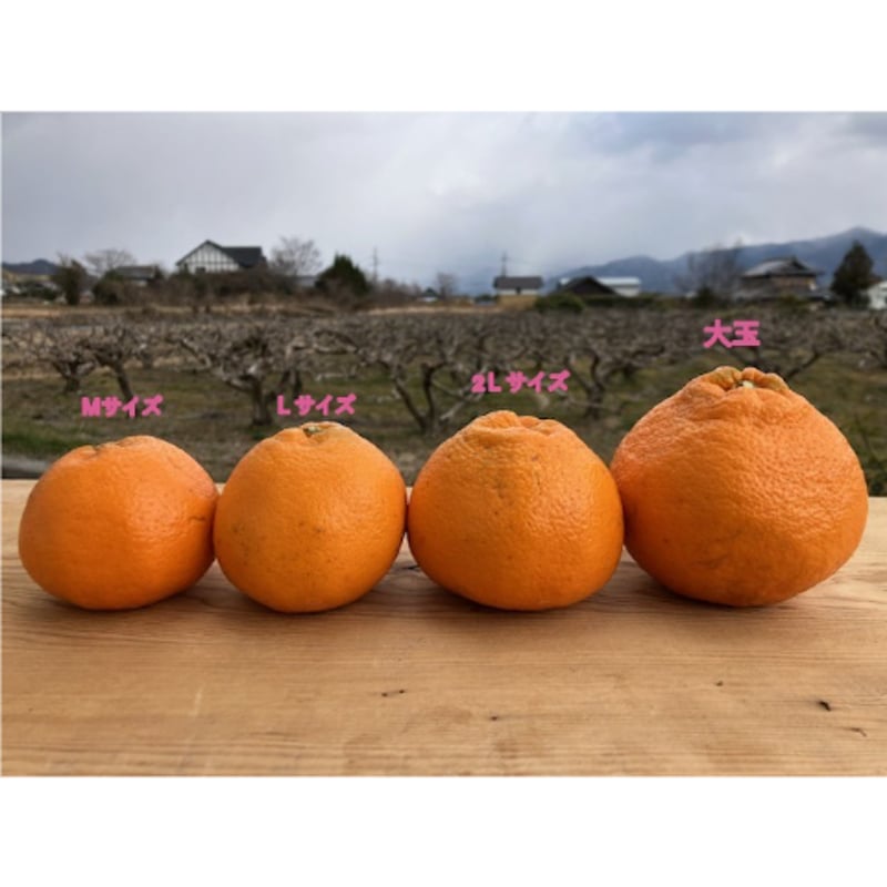 超大玉はるみ 約2.5kg（正味） | 黒潮フルーツファーム