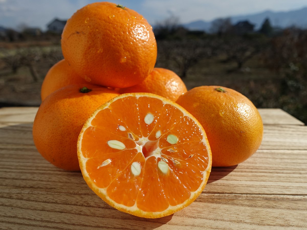 気品香る柑橘】くろしお津之望（つののぞみ） 5kg（箱込み） | 黒潮