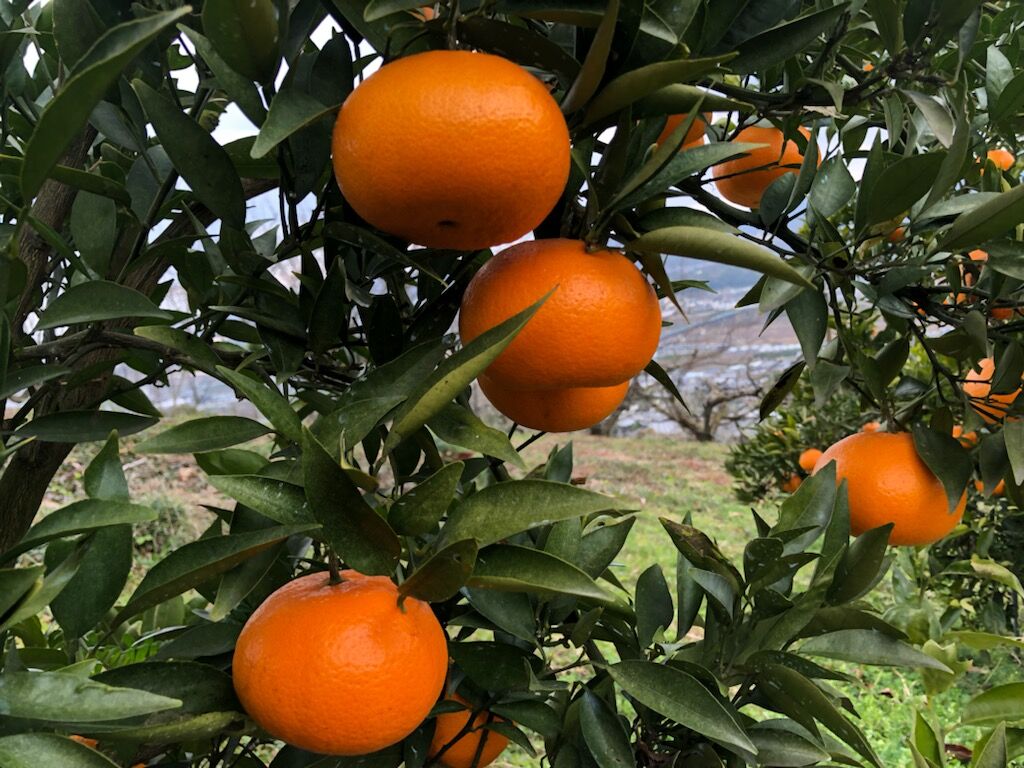 気品香る柑橘】くろしお津之望（つののぞみ） 5kg（箱込み） | 黒潮