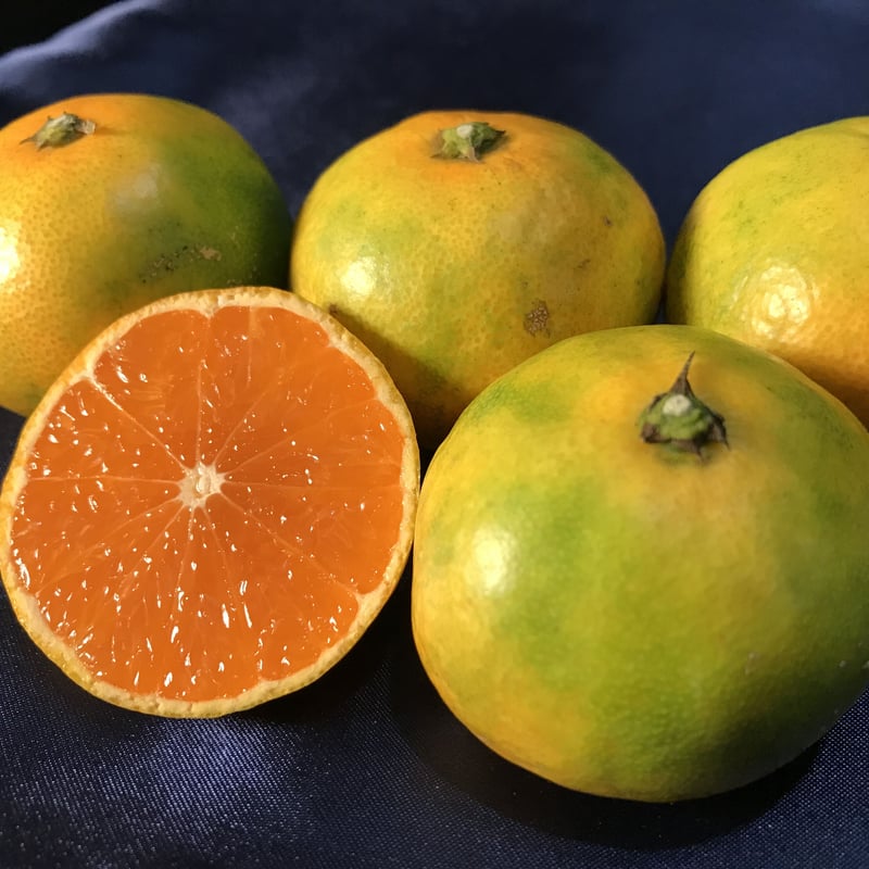緑黄完熟みかん【爽甘秋みかん