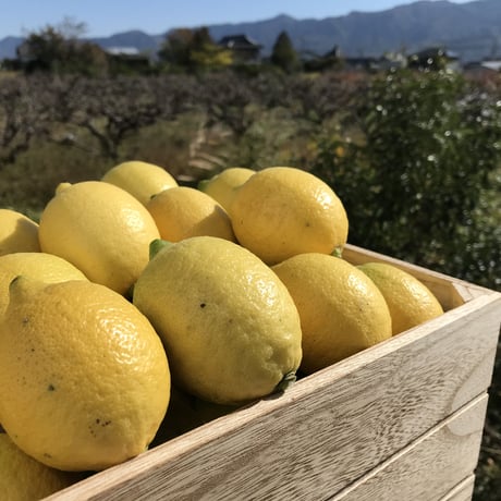 【果皮も安心】やさしい黒潮檸檬 1kg　節減対象農薬：当地比約75％減
