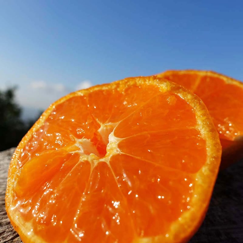 温州みかん“かほる橘華” 1.8kg | 黒潮フルーツファーム 温州みかん“かほる橘華” 1.8kg | 黒潮フルーツファーム