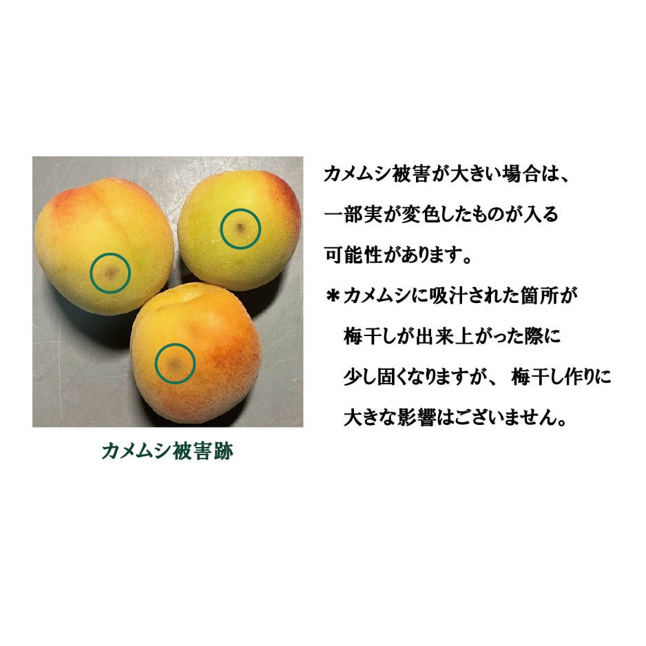 完熟紀州南高梅 1kg 「節減対象農薬：栽培期間中不使用」「梅干し用