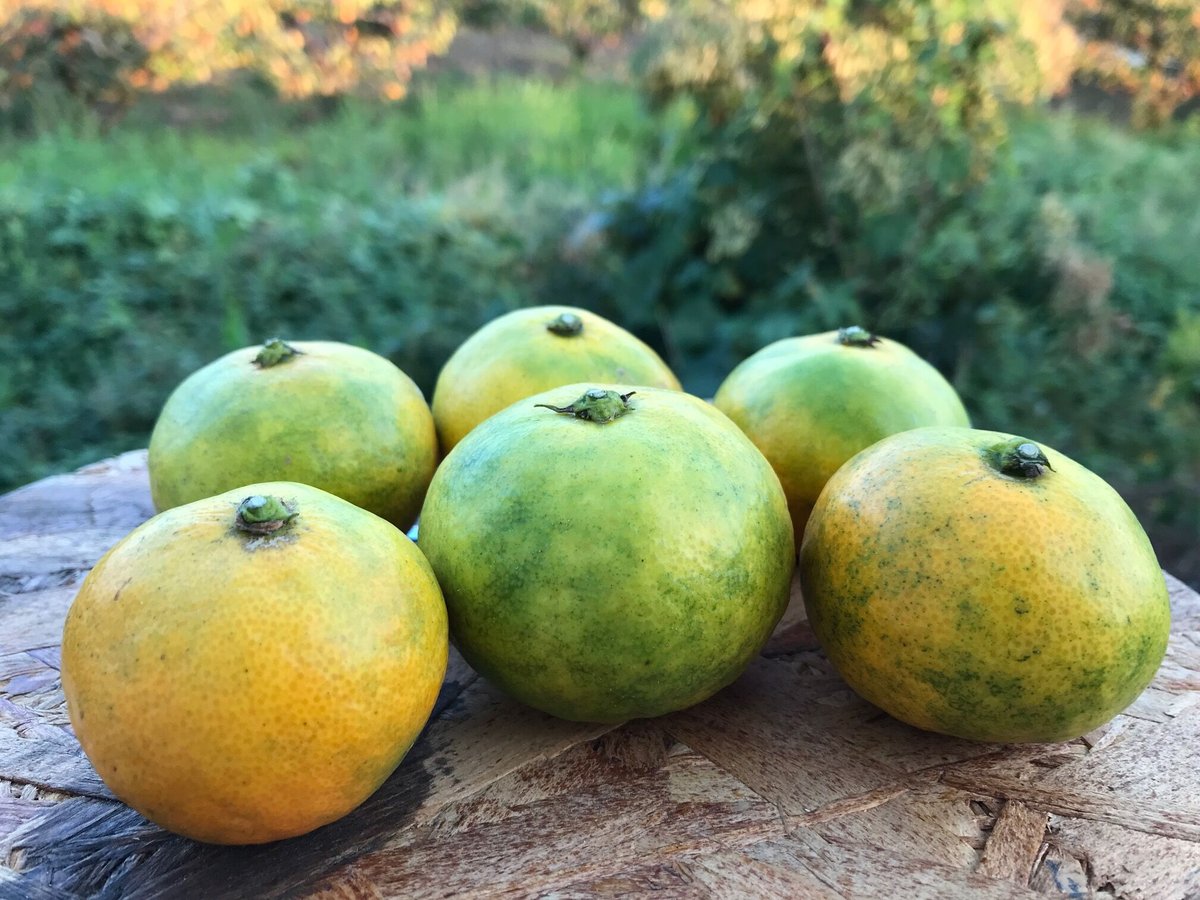 緑黄完熟みかん【爽甘秋みかん