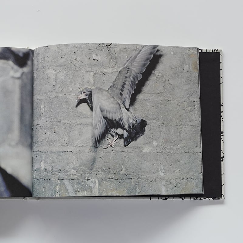PIGEONS | Nobody Books. jp