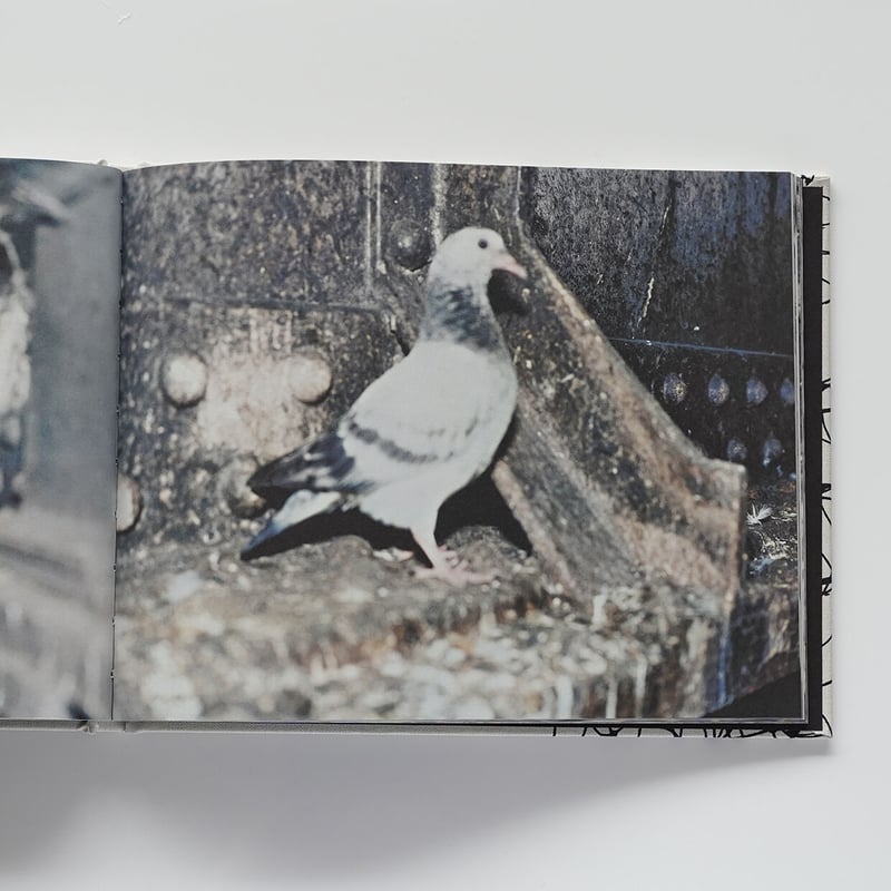 PIGEONS | Nobody Books. jp