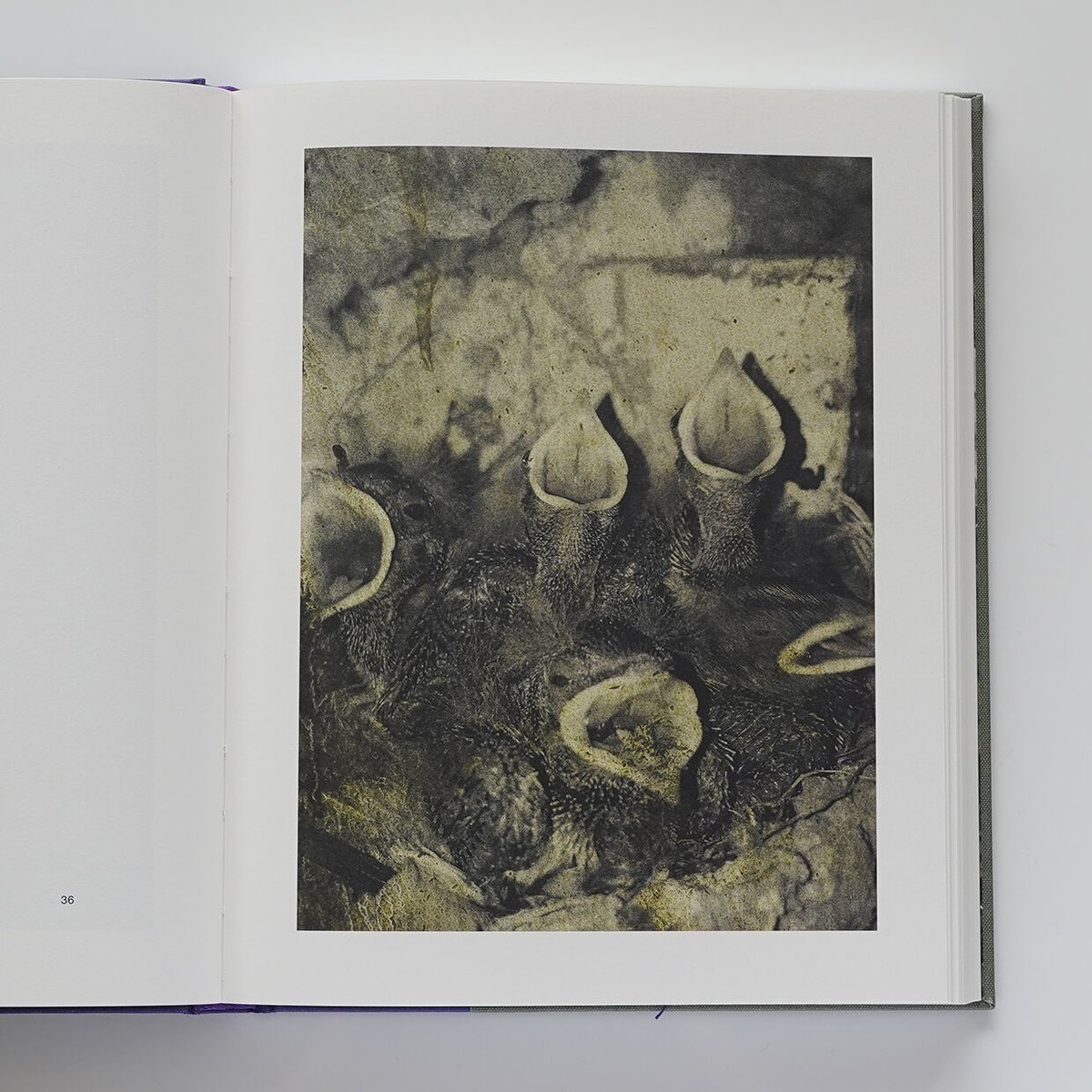 Night Procession | Nobody Books. jp