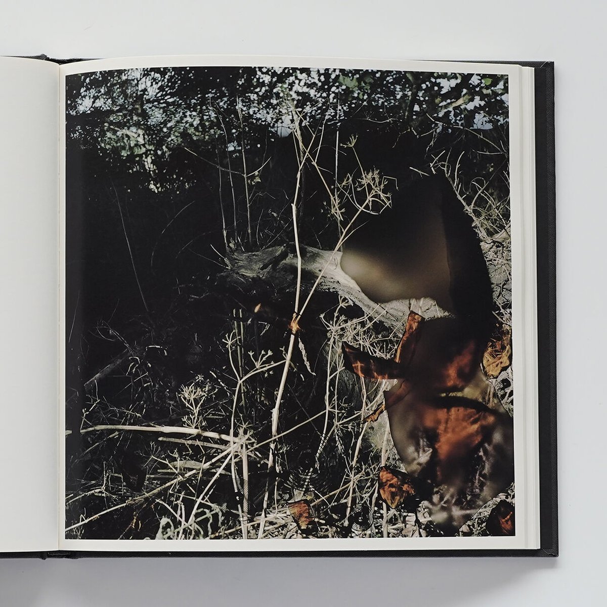 Talking to Ants | Nobody Books. jp