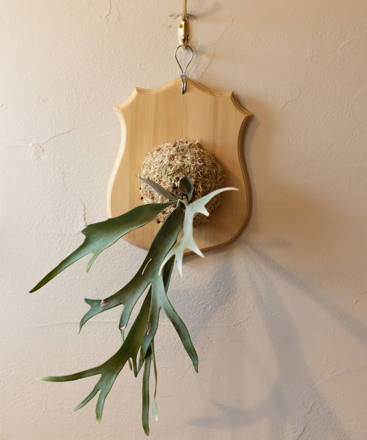 ビカクシダ板付プレート typeB【BB-B】 | TROQUEL