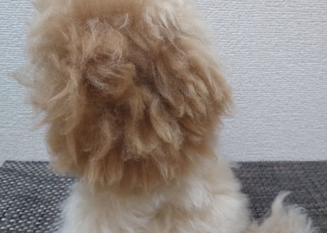 ベビーアルパカ100%ライオン人形🦁