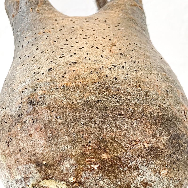 発根済】パキポディウム グラキリス | caudex.JP