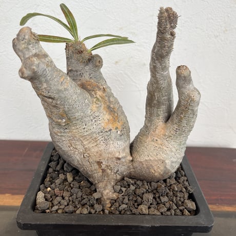 caudex.JP