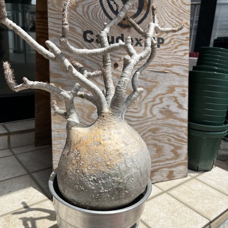 caudex.JP