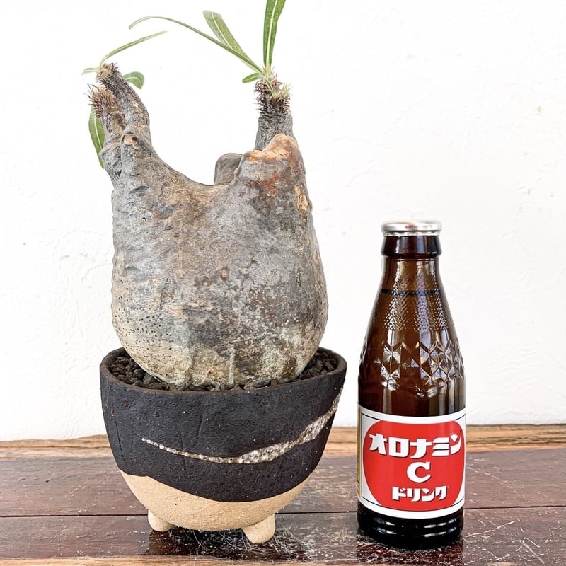 発根済】パキポディウム グラキリス | caudex.JP