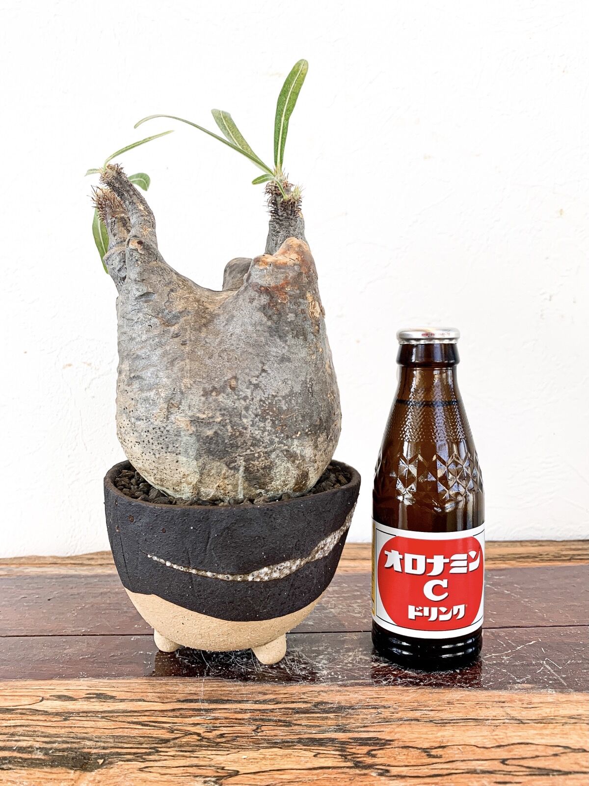 発根済】パキポディウム グラキリス | caudex.JP