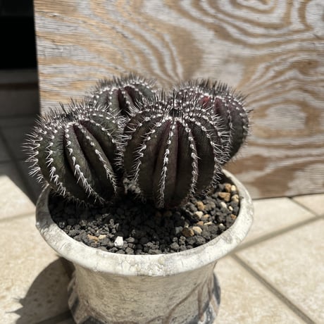 caudex.JP