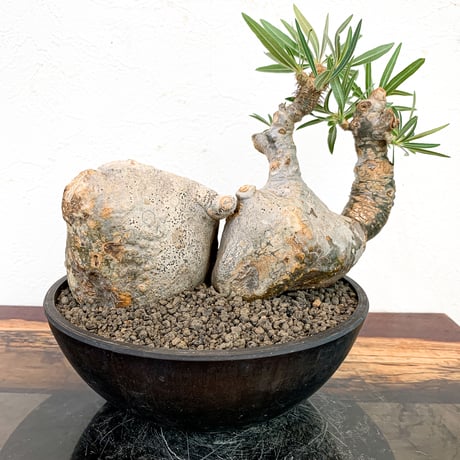 caudex.JP