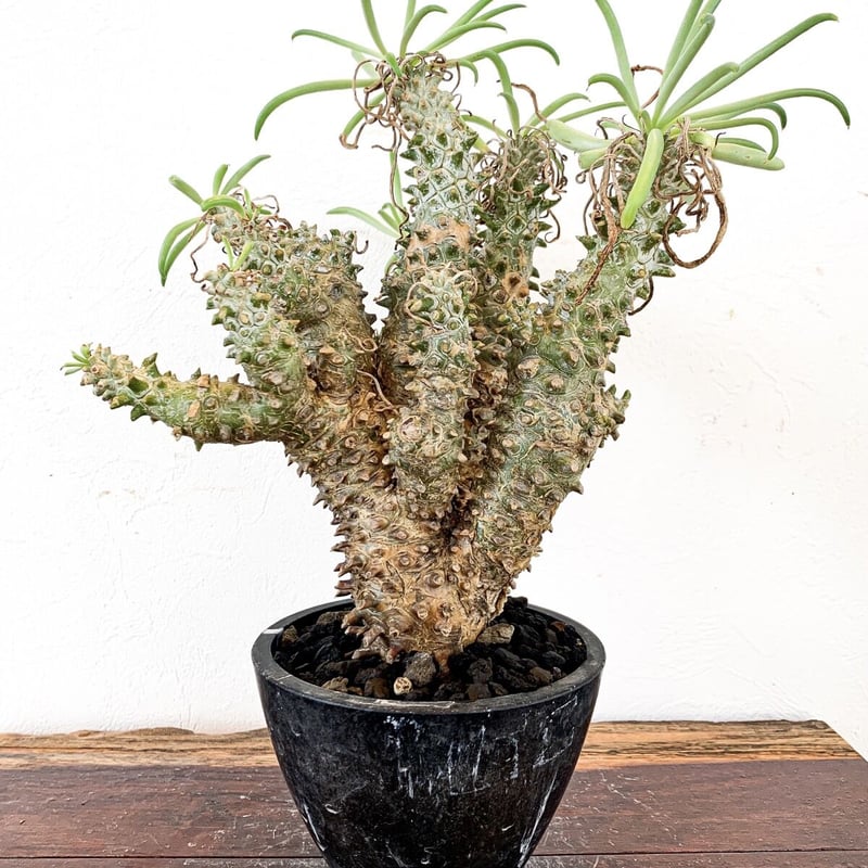 発根済】チレコドン ワリチー | caudex.JP