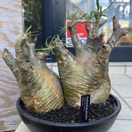 caudex.JP