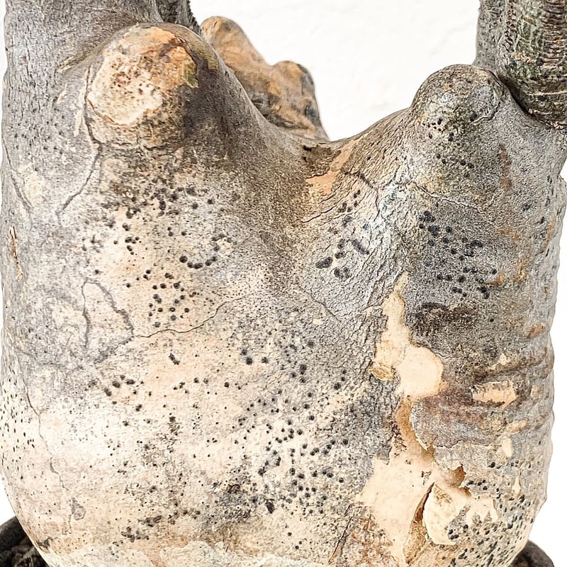 パキポディウム　グラキリス　発根済み 発根済】パキポディウムグラキリス | caudex.JP