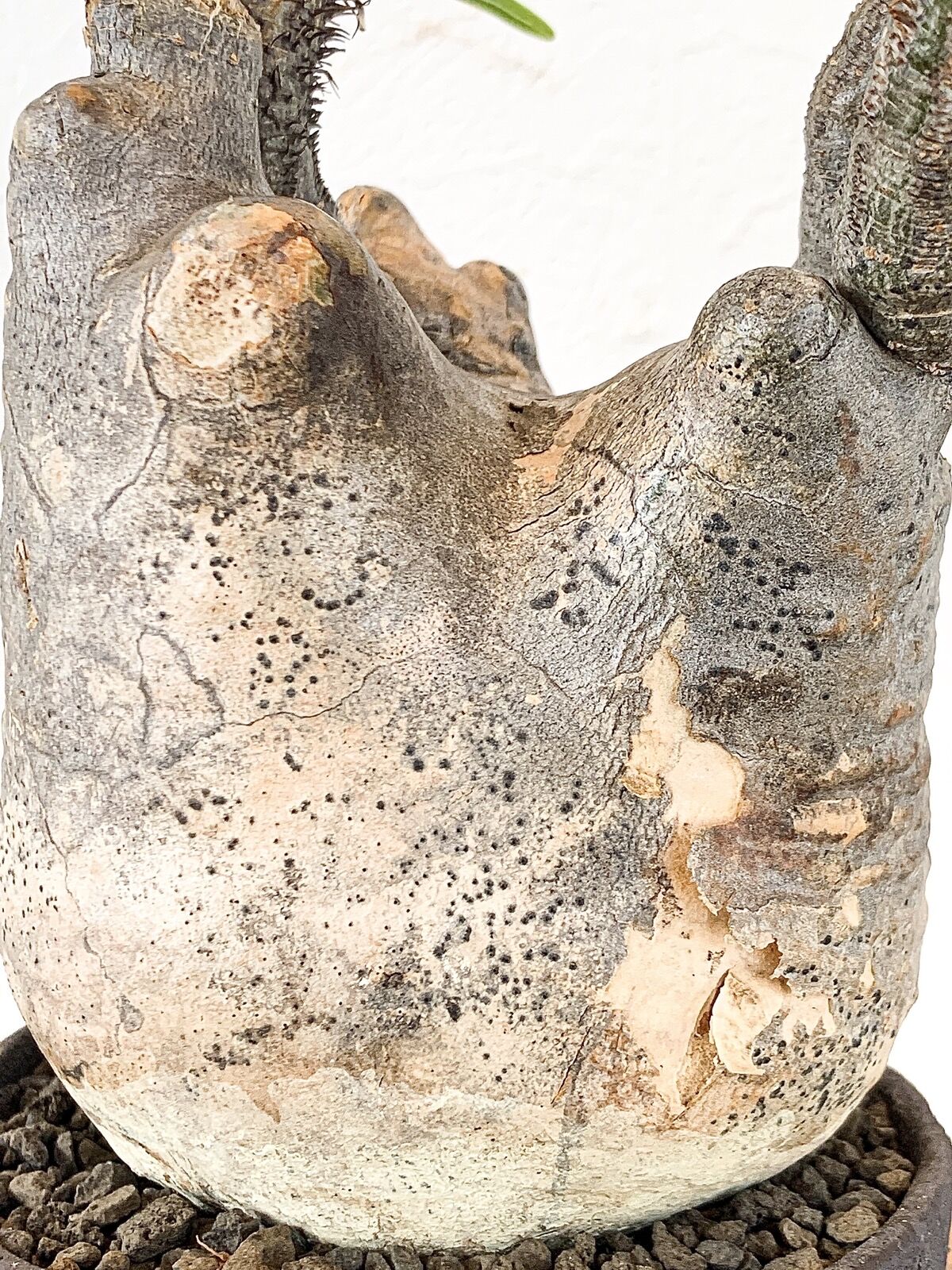 R*a様 パキポディウム グラキリス 根有り 佐川急便発送込 R*a様 パキポディウム グラキリス 根有り 佐川急便発送込