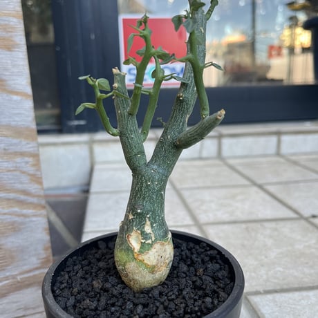 フォッケア ケーベンシス(クリスパ) 現地球 発根済 超特大 フォッケア ケーベンシス(クリスパ) 現地球 発根済 超特大 フォッケア