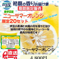 4/19受付開始【送料込】東伊豆稲取のニューサマーオレンジ5kg  🍊早いもの勝ち20セットのみご紹介！ご自宅へご贈答として！農園から収穫直送！