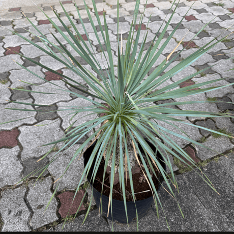 一点もの観葉植物【ロストラータ小】