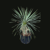 一点もの観葉植物【ロストラータ小】
